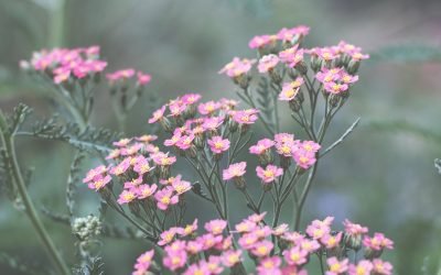 Nature Photography – Photographing Beautiful Plants in My Yard This Summer