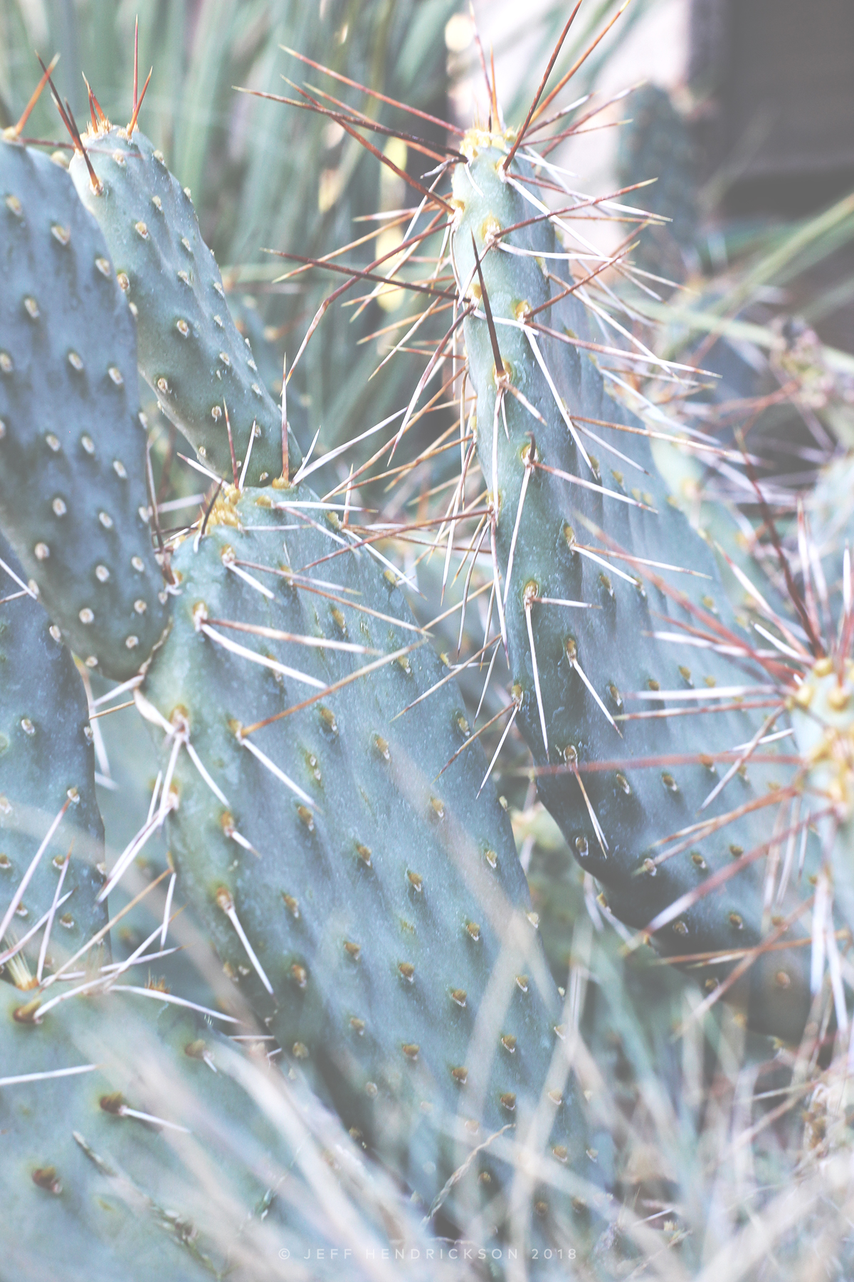 Cactus in Southern Utah