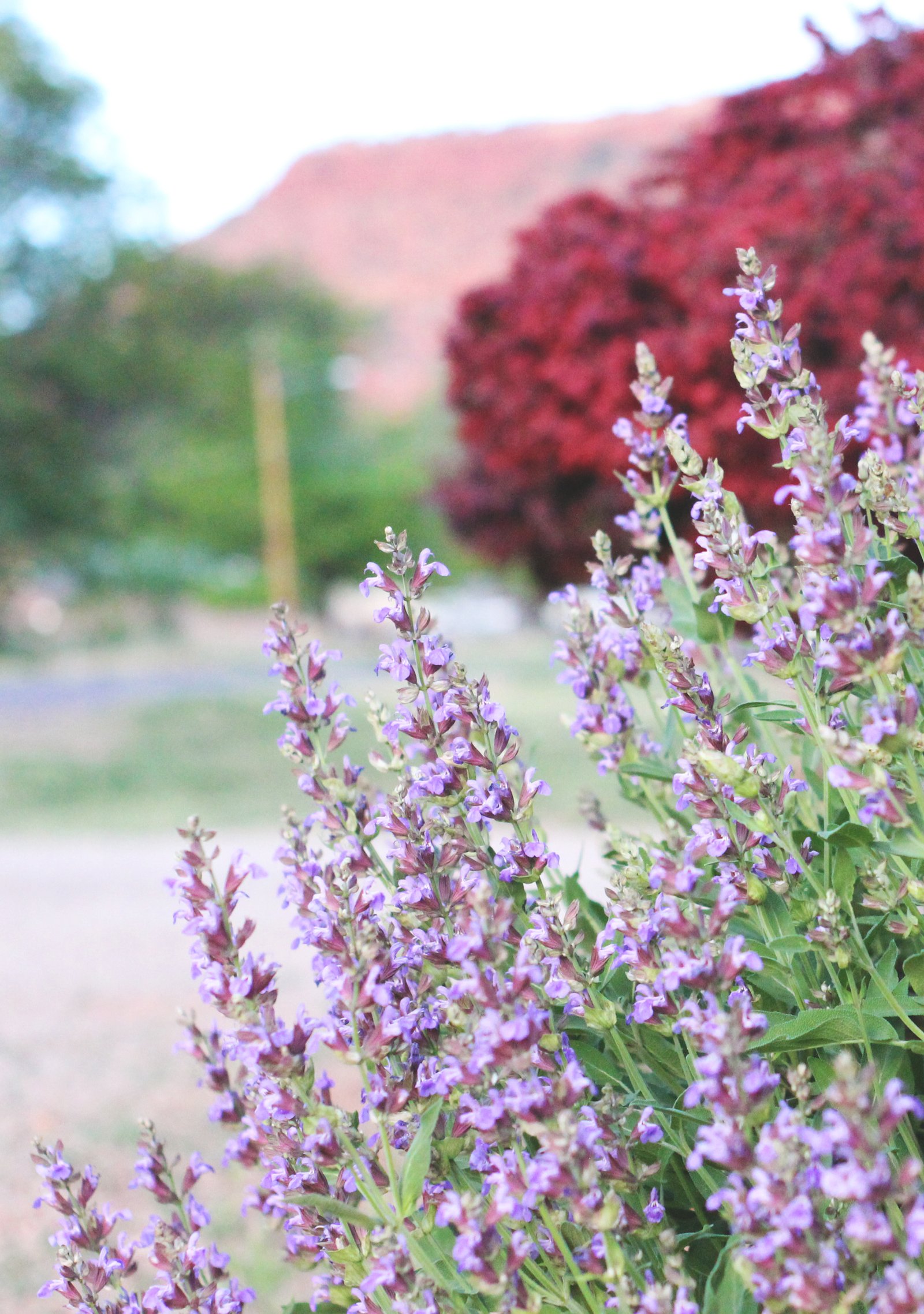 Russian Sage Flowering