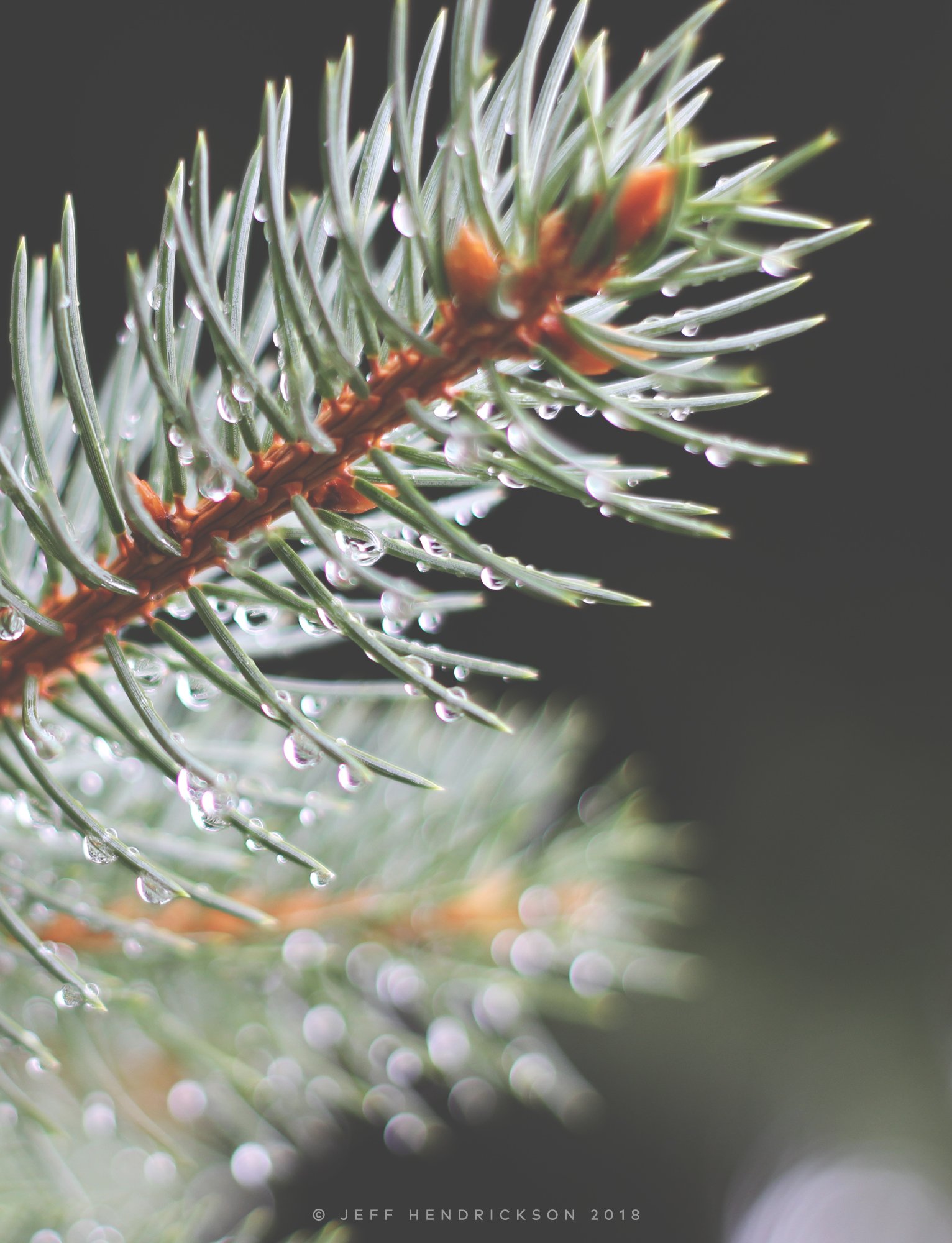 Pine Tree with Rain Drops